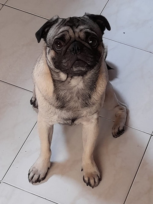 Bruno