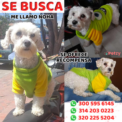 Foto de mascota Noha