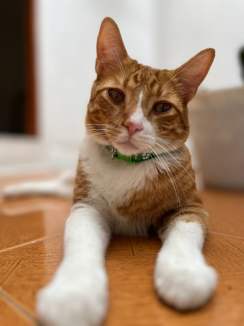 Marcelo