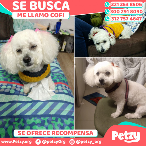 Foto de mascota Cofi