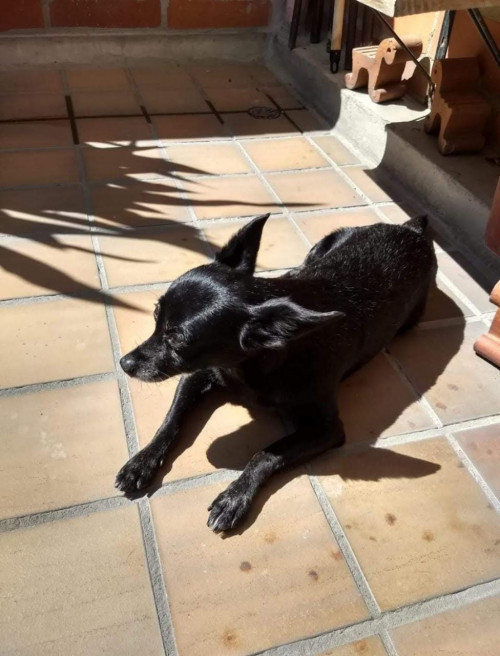 Lola