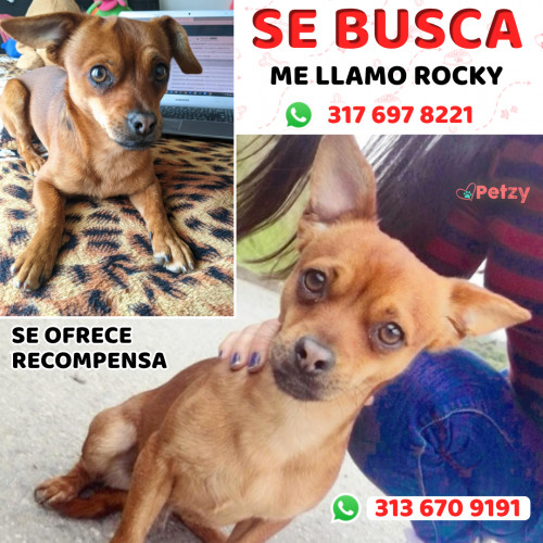 Foto de mascota Rocky