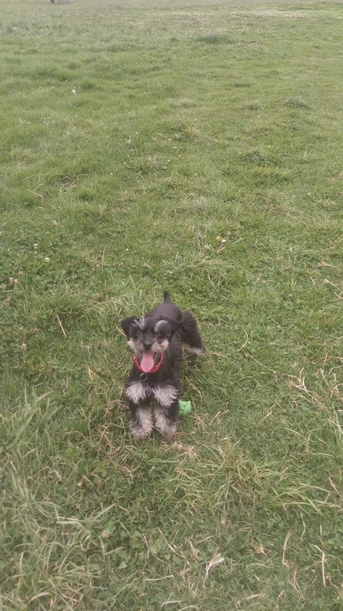 Princesa