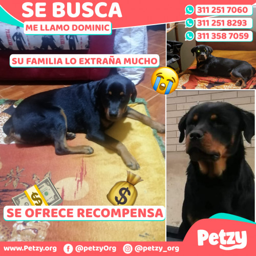 Foto de mascota Dominic