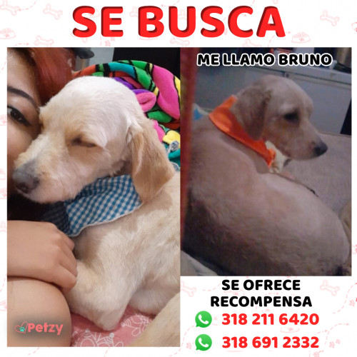 Foto de mascota Bruno