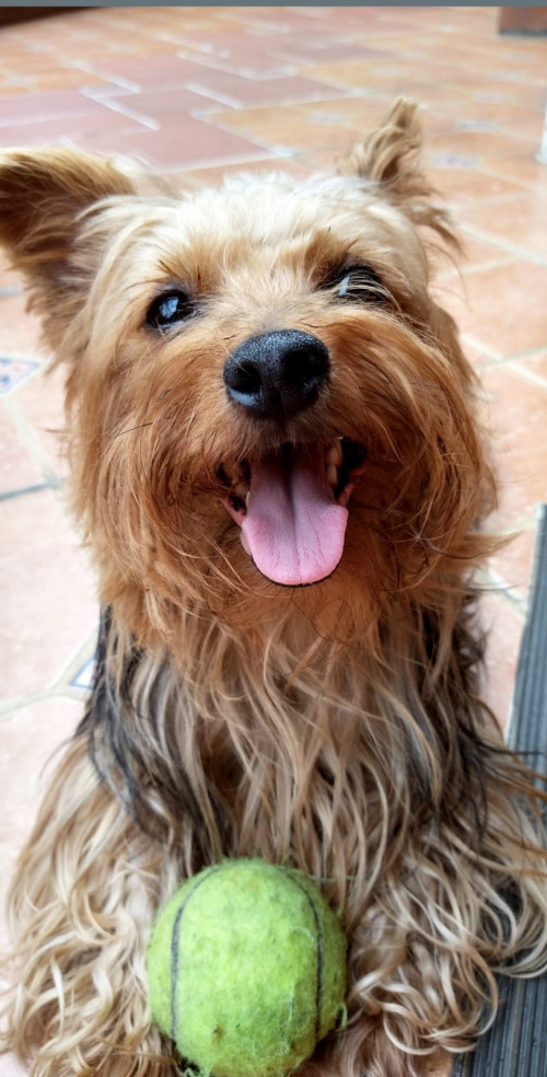 Tayra