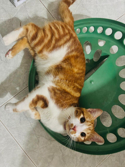 Tigger