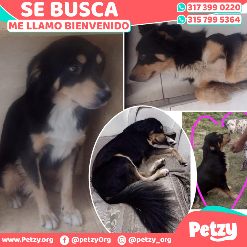 Foto de mascota Bienvenido