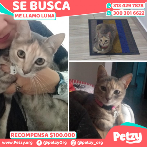 Foto de mascota Luna