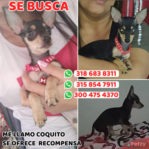 Foto de mascota Coquito