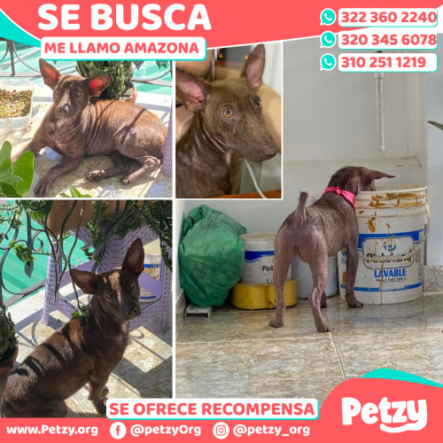 Foto de mascota Amazona 