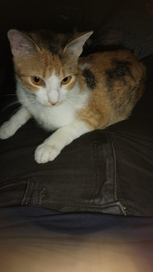Nala