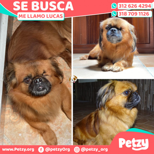 Foto de mascota Lucas