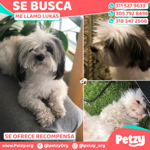 Foto de mascota Lukas