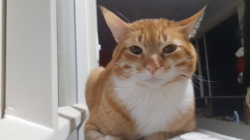 Garfield