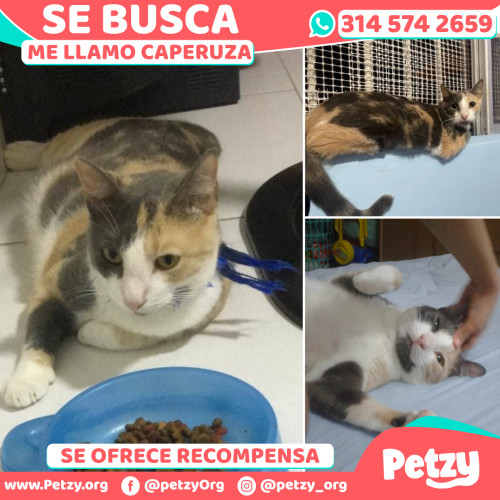 Foto de mascota Caperuza