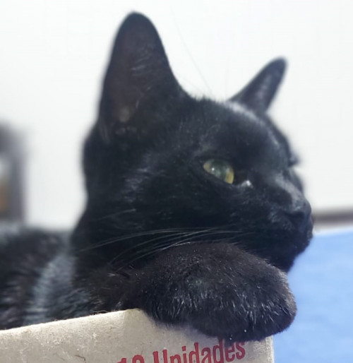 Negrito