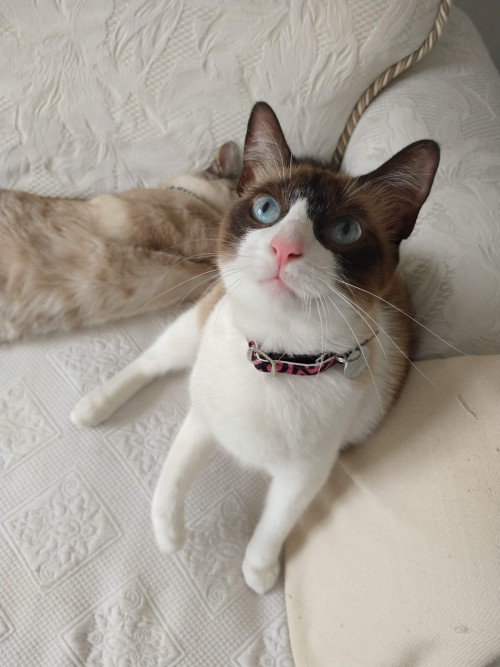 Bella