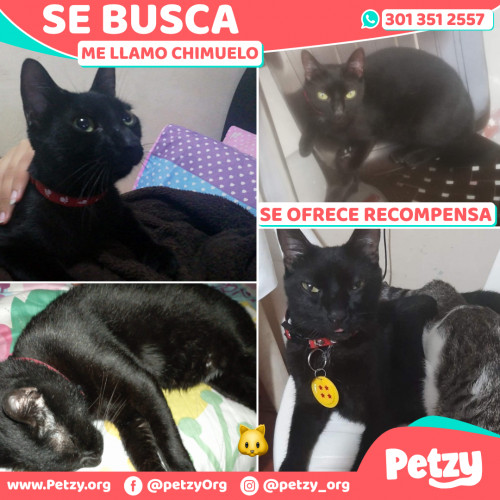 Foto de mascota Chimuelo