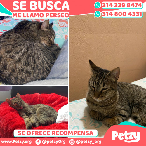 Foto de mascota Perseo