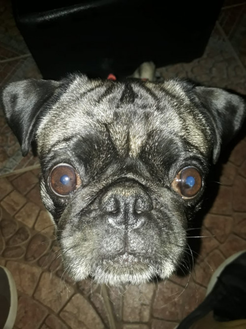 Tobías