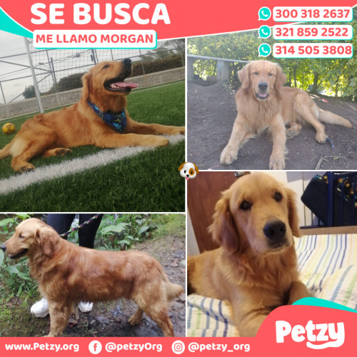 Foto de mascota Morgan