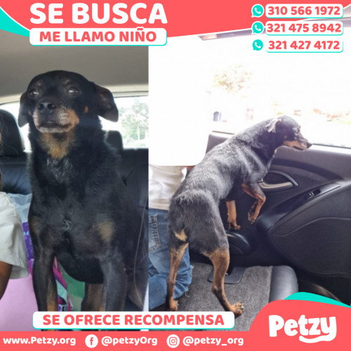 Foto de mascota Niño