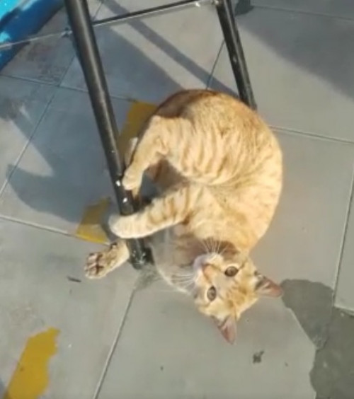 Rambo