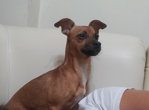Chispa
