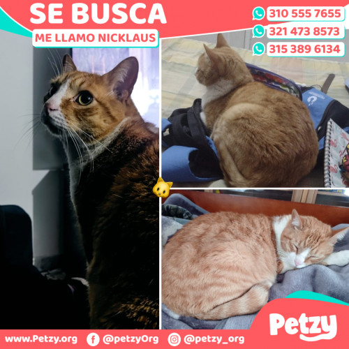 Foto de mascota Nicklaus