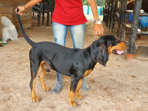 Roky