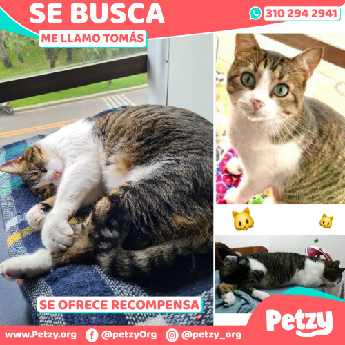 Foto de mascota Tomás