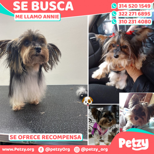 Foto de mascota Annie