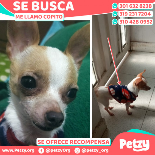 Foto de mascota Copito