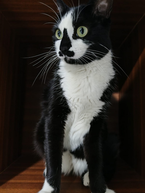 Michi