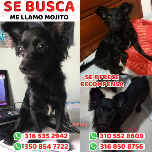 Foto de mascota Mojito