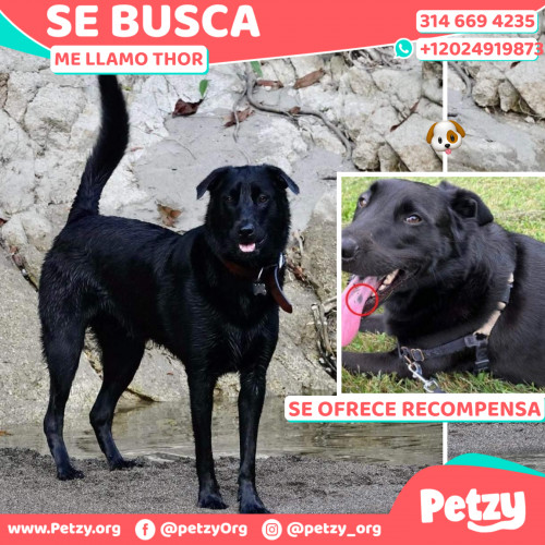 Foto de mascota Thor