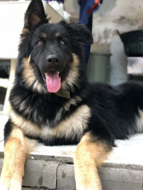 Lorenzo