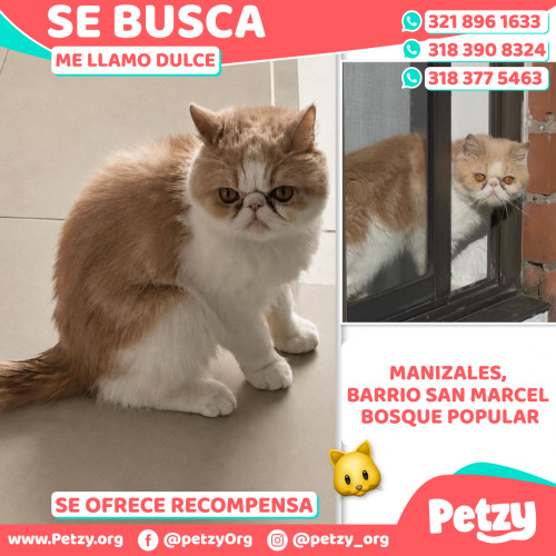 Foto de mascota Dulce