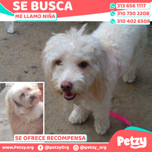 Foto de mascota Niña