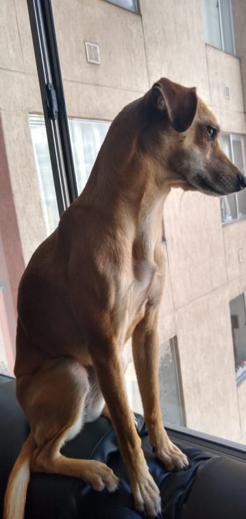 Lulú