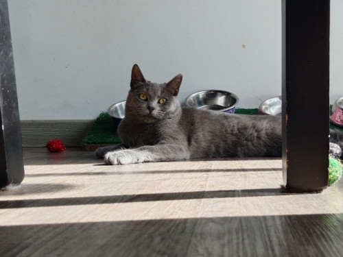 Milú