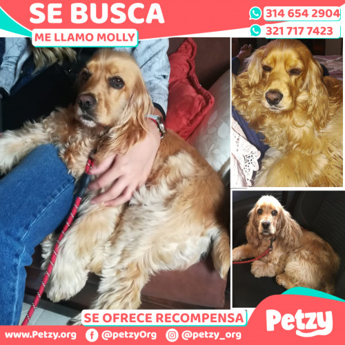 Foto de mascota Molly