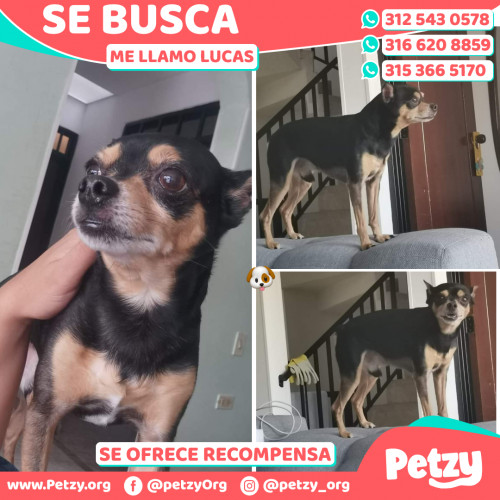 Foto de mascota Lucas