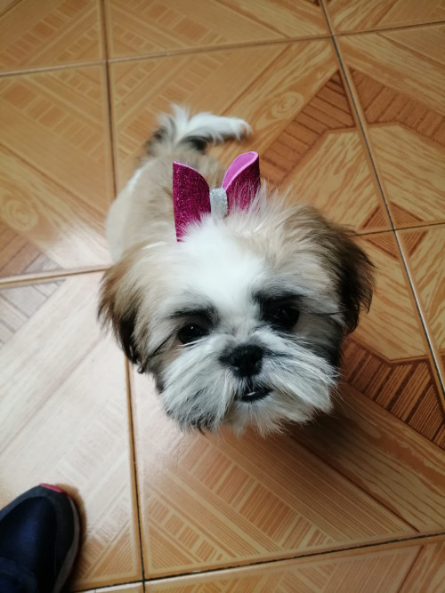 Sacha