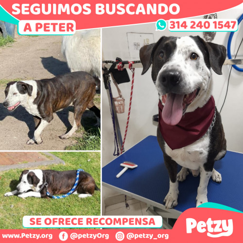 Foto de mascota Peter