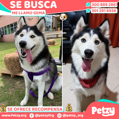 Foto de mascota Gema