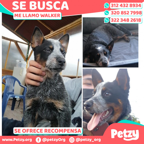 Foto de mascota Walker