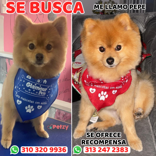 Foto de mascota Pepe