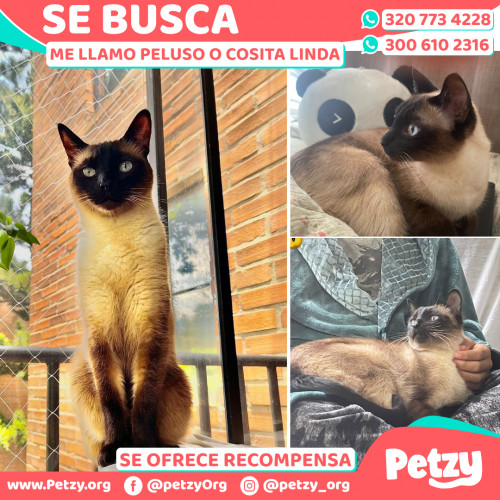 Banner de Peluso O Cosita Linda